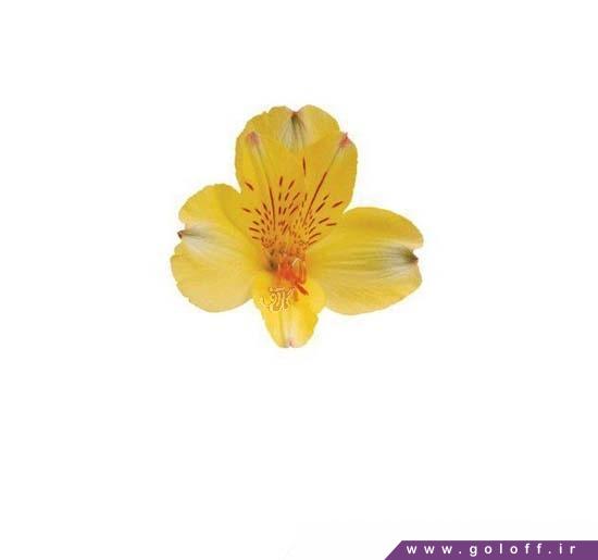 سفارش گل آلسترومریا کالیفرنیا - Alstroemeri | گل آف